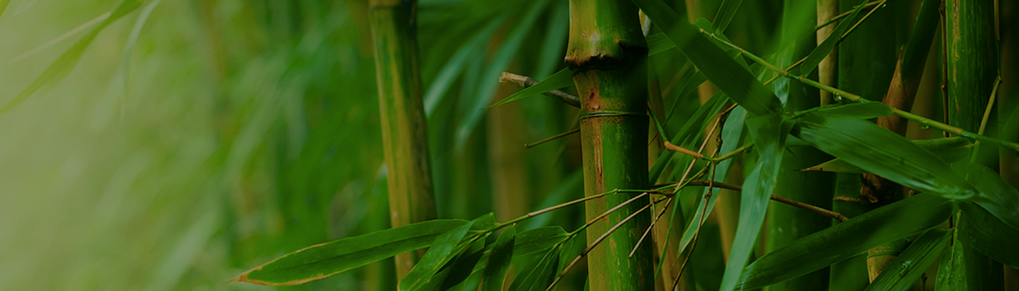 Banner bamboo 1436x410